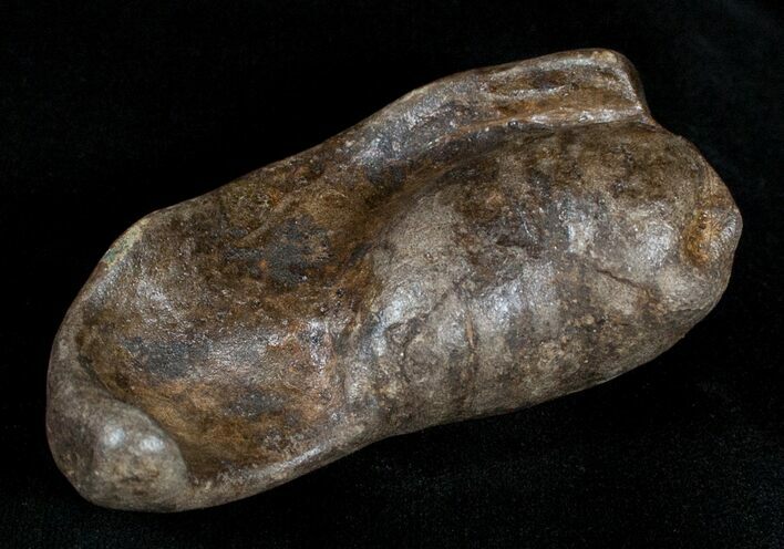 Fossil Cetacean (Whale) Ear Bone - Miocene #3489